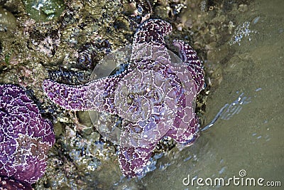 Closeup macro of purple starfish in tide pool Stock Photo