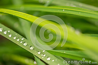 Closeup macro shot of beautiful dewdrops on green blades of grass Stock Photo