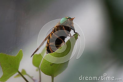 Striped gadfly sitting on a green leaf Stock Photo