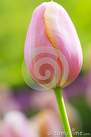 Closeup Macro Shot of Classical Tulips Selectives Shot Against Blurred Background Stock Photo