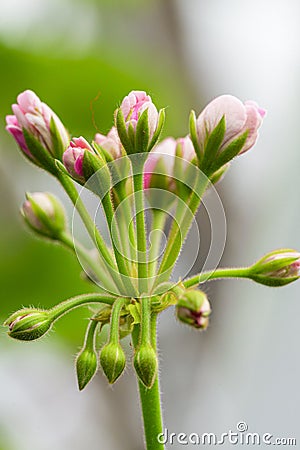 Closeup Macro Shot of Pelargonium or Garden Geranium Flowers of Angel Sort Stock Photo