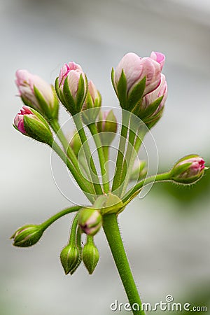 Closeup Macro Shot of Pelargonium or Garden Geranium Flowers of Angel Sort Stock Photo