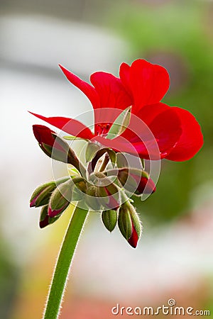 Closeup Macro Shot of Pelargonium or Garden Geranium Flowers of Angel Sort Stock Photo