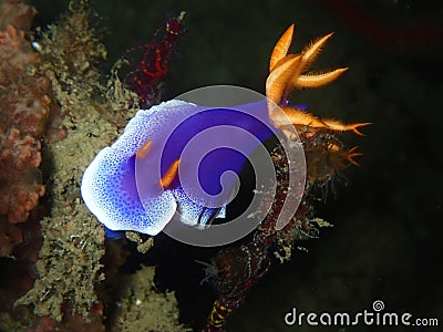 A closeup and macro shot of nudibranch underwater diving in Sabah, Borneo. Stock Photo