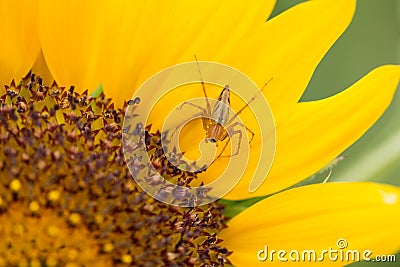 Closeup macro spider with sunflower.. Stock Photo