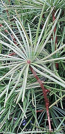 Closeup macro spiked shrubbery foliage Stock Photo