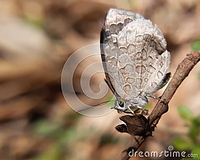 Closeup macro of a tailless bush blue butterfly resting on a twig Stock Photo