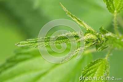 Closeup macro tip of Common Nettle plant with defensive stinging Stock Photo