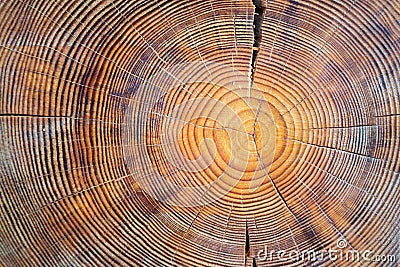 Closeup macro view of end cut wood tree section with cracks and annual rings. Natural organic texture with cracked and rough Stock Photo