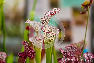 Closeup macro view of sarracenia leucophylla plant. Green insect consuming plant is growing in garden. Interesting botanical leafs Stock Photo