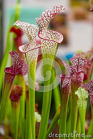 Closeup macro view of sarracenia leucophylla plant. Green insect consuming plant is growing in garden. Interesting botanical leafs Stock Photo