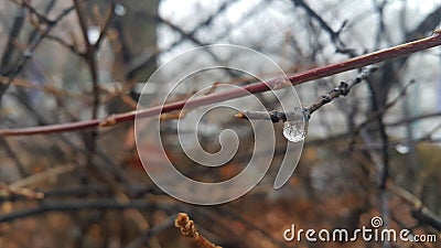 Closeup macro view of tree branches with water drop dripping in autumn season Stock Photo
