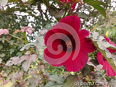 Magenta hibiscus flower closeup with leaves in the background. Stock Photo