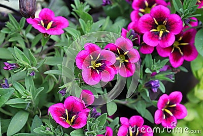 Closeup of magenta and purple Calibrachoa flowers in bloom Stock Photo