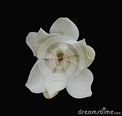 Magnolia bloom on a dramatic black background Stock Photo