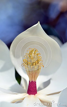 Closeup of a magnolia grandiflora flower carpels and stamens Stock Photo