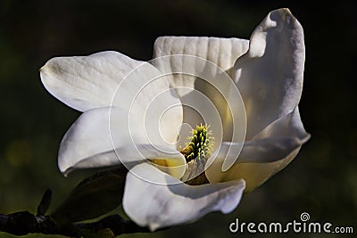 Closeup magnolia white pink flowers spring background Stock Photo