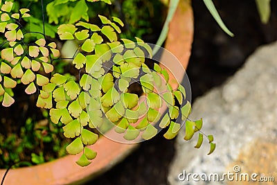 Closeup of the Maidenhair fern Adiantum raddianum Stock Photo