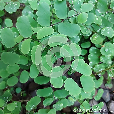 Closeup Maidenhair fern Stock Photo