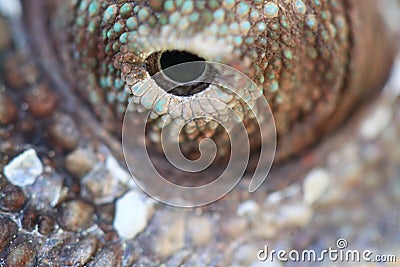 Eye of Malagasy giant chameleon Stock Photo