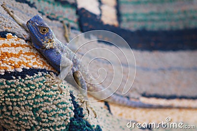 Closeup of male agama lizard on carpet outdoors with matching colors Stock Photo