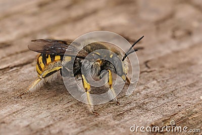 Closeup on a male European common carder bee, Anthidium manicatum sitting on wood Stock Photo