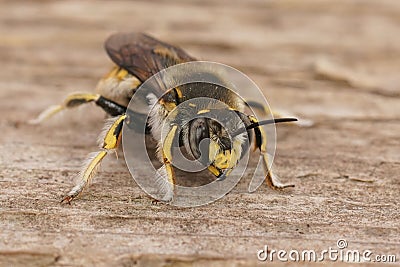 Closeup on a male European common carder bee, Anthidium manicatum sitting on wood Stock Photo
