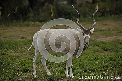 Closeup of male Impala Stock Photo