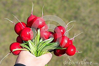 Closeup male local farmer hand holding fresh ripe tasty organic bio big red radish bunch just picked from garden bed on Stock Photo