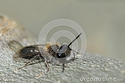 Closeup on a male mellow miner bee, Andrena mitis warming up on a piece of wood Stock Photo