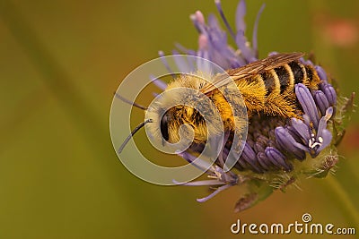 Closeup on a male Pantaloon bee, Dasypoda hirtipes, sitting Stock Photo