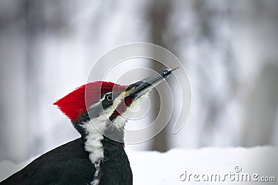 Male pileated woodpecker dryocopus pileatus with tongue sticking out Stock Photo