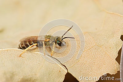 Closeup on a male small golden furrow bee, Halictus subauratus, resting on a dried leaf Stock Photo