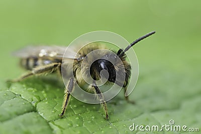 Closeup on a male yellow-legged mining bee, Andrena flavipes on a green leaf Stock Photo