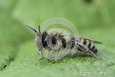 Closeup on a male yellow-legged mining bee, Andrena flavipes on a green leaf Stock Photo