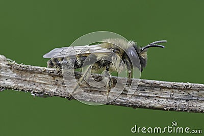 Closeup on a male YEllow-legged mining bee, Andrena flavipes on a small twig against green background Stock Photo