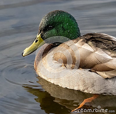 Closeup of a mallard drake in profile with water droplets Stock Photo