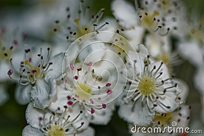 Malus Sylvestris Blossoms Stock Photo