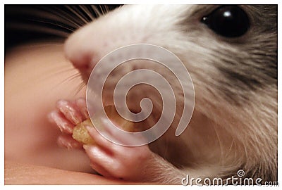 Closeup mammal rodent rat snout Stock Photo
