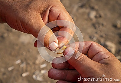 Closeup of man`s hands baiting a fishing hook with pasta pieces for carp Stock Photo