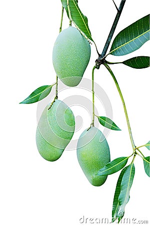closeup mango on the tree Stock Photo