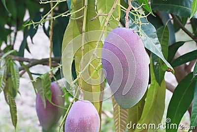 Closeup mango on the tree Stock Photo
