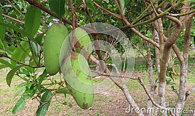 Closeup mangoes at mangoes tree. Plants and fruits concep Stock Photo