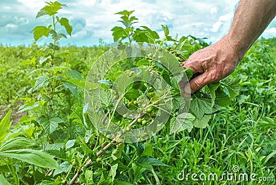 Closeup mans hand holding ripening currant bush. Farmer in summer field inspecting growing unriped shrub Stock Photo