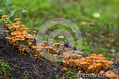 Closeup of many Golden trumpet mushrooms in the forest Stock Photo