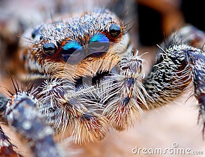 Closeup of Marpissa muscosa jumping spider Stock Photo