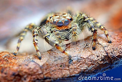 Closeup of Marpissa muscosa jumping spider Stock Photo