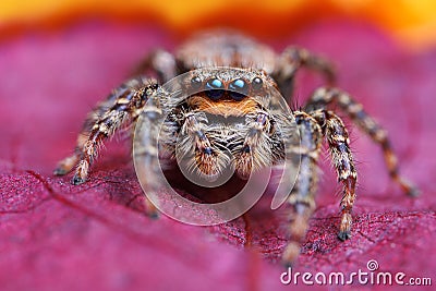 Closeup of Marpissa muscosa jumping spider Stock Photo