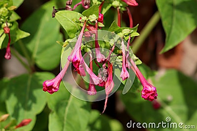 Closeup of Marvel of Peru or Mirabilis jalapa herb plant with open and closed tubular pink flowers and egg shaped oblong leaves Stock Photo