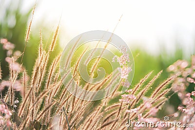 Closeup Meadow with Flowers during in the evening. Stock Photo